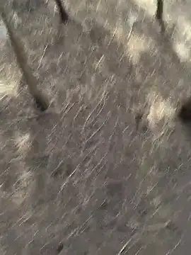 Gopal1243 online show from 11.20.25