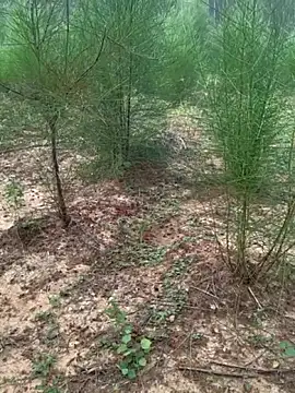 Gopal1243 online show from 11.24.25